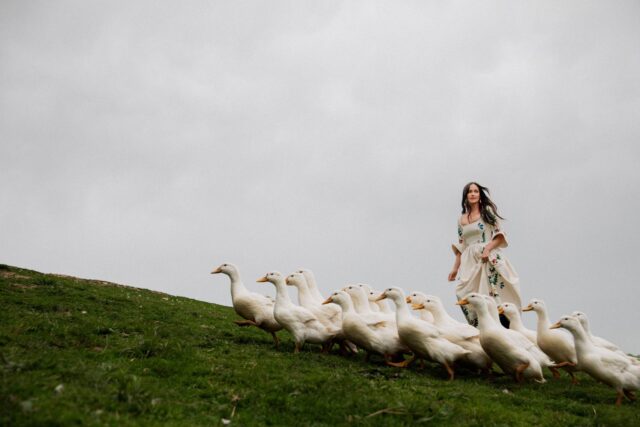 Kacey Musgraves leads the flock